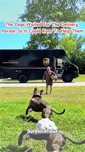 Dogs Eagerly Await Delivery Person