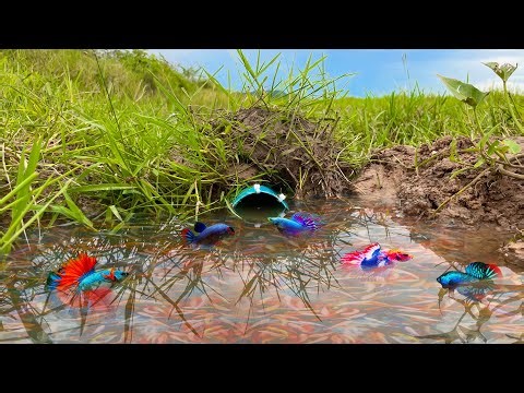 How To Make Easy Betta Fish And Wild Fish Trap By Using PVC Pipe At Countryside (Episode 43)