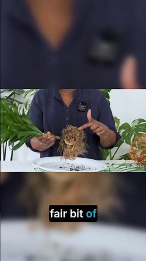 Stop Being Gentle: The Fastest Way to Clean Roots