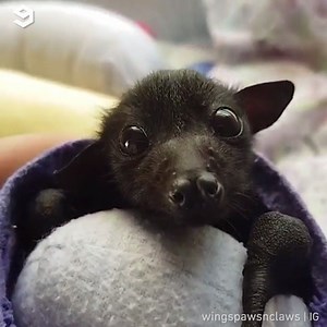 Meet Storm, she can't manipulate weather but she can capture your heart with cuteness🦇💕 By Wings, Paws, N Claws *Disclaimer: bats are not pets. Video owner is a licensed and vaccinated wildlife rescuer and rehabilitator. If you see a sick or injured bat, do not touch it. Call your nearest wildlife rescue group. | 9GAG