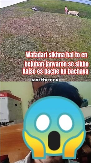 german shepherd vs doberman #trending #animals #wildlife #dog #germanshepherd #doberman #shorts