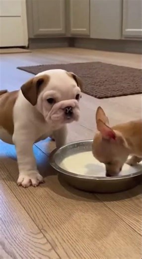 Bully x chihuahua playful battle you cant miss #dogsoftiktok #cutedogs #petlove