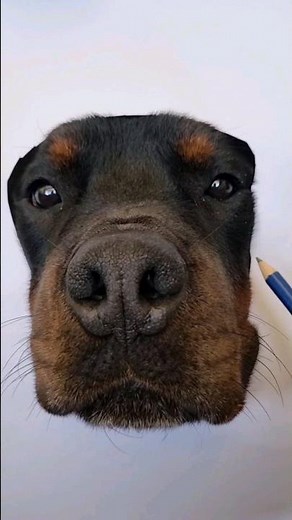 How to draw a realistic drawing of your dog! 🎨 #rottweiler #rottweilerworld #rottweilerdog