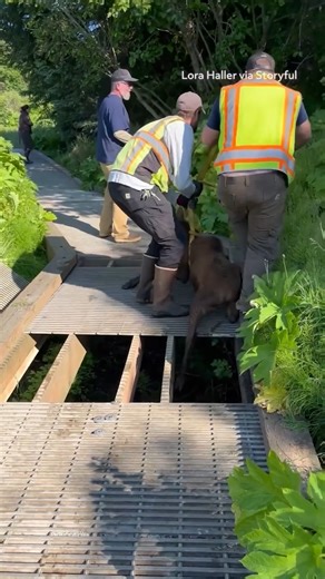 Moose Family Reunited After Calf Became Trapped Under Boardwalk | storyful