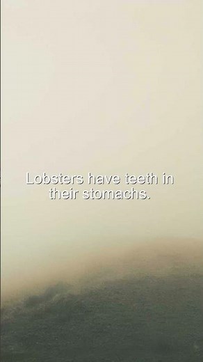 Did You Know? Lobsters have teeth in their stomachs #Shorts