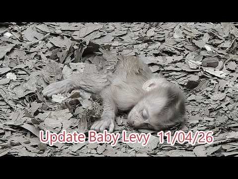 Latest News about baby Levy! Leo Rainbow Leo doesn't know baby Levy has go far away