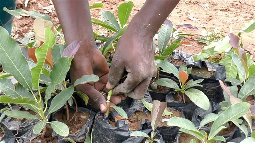 How Ghana cut shea tree growth time from 15 to 5 years