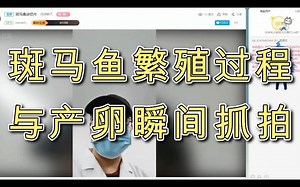 斑马鱼繁殖过程与产卵瞬间抓拍