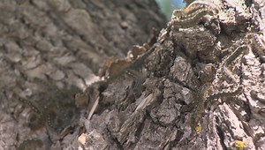 City of Regina tent caterpillar spray program off to a slwo start