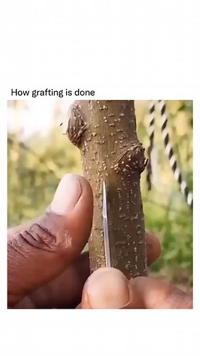 Grafting a plant is a way of joining two plants so they grow as one, usually combining the roots of one plant (the rootstock) with the upper part of another (the scion) to create a stronger or more productive plant. | Detailed Explanation