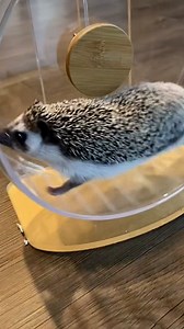 Hedgehog mum shows how easy it is to care for her pet 🦔😄 | Furry Tails