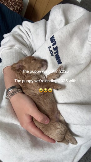 The Best Decision: Our Cockapoo Journey