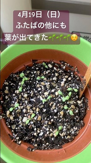 ② 四つ葉のクローバー栽培キット🍀種まきして3日で芽が出てから5日目まで🌱by老い先短い老ネコひみっちのベランダガーデニング