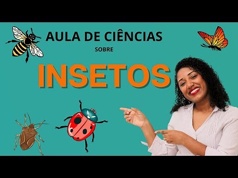 Aula sobre Insetos | aula de ciências
