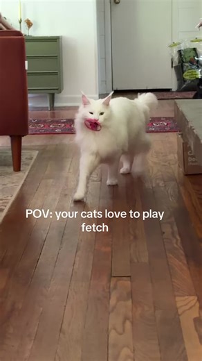 Cats Who Love to Fetch: Smart Felines in Action