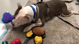 1.5K views · 120 reactions | KAI UPDATE! ❣️ He's getting stronger  by the day, and we could not be more thrilled!  Thank you  to everyone who donated  toward his care! He wishes you a day filled with as much fun as he's having with his toys! 拾 | SCRAPS | Facebook