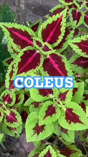 “Coleus Plant Care: Easy Tips for Vibrant Leaves 🌱”