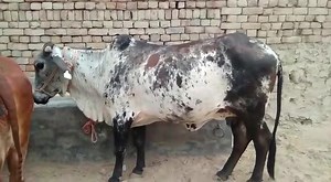 32K views · 640 reactions | Cow available sahiwal Rathi Haryana Tharparkar (Haryana Dairy Farm) address Vpo.Dobhi District.Hisar Contact.7027670224 8684845422 | Sansaniwal Dairy Farm | Facebook
