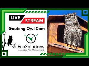 LIVE: The Joburg Owls are back!