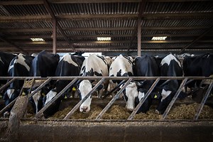 What is Bovaer and why has it prompted boycotts of Arla milk?