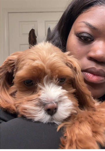 and DONT let it happen again. #wlw #cavapoo