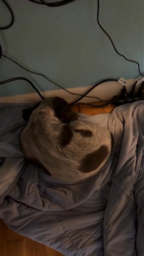 💤 🐾 Sweet Clare!! 🐾 💤 | M&M Fuzzy Bottom Friends