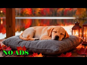 10 Hours of Calming Music for Dogs 🐶 Anti-Anxiety & Separation Anxiety Relief 💖🎵