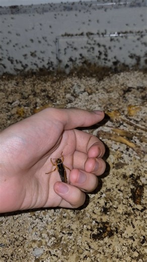 Alex Fourmis on Instagram: "Carebara Diversa #insects #fourmis #ants #antkeeping #animals"