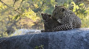 After experiencing the awakening of the African bush, exploring its vast open landscapes on safari, and encountering the freely roaming wildlife, a longing to return to Inyati Game Lodge in Sabi Sands will forever stay with you. #conservation #natureaddict #naturelovers #explorewildlife #wildlifeperfection 📷: @Roger Hlongwane 🌏: Sabi Sand Nature Reserve 📧 res@inyati.co.za | Inyati Game Lodge