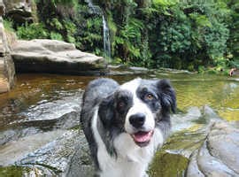 Proven, health tested, pure bred working blue merle border collie - £200