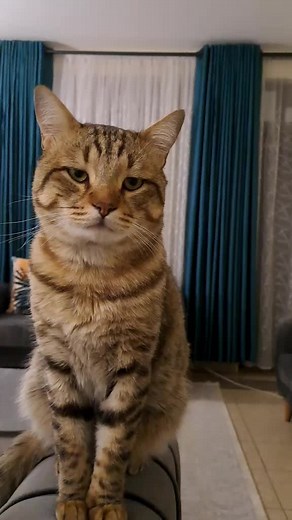 Exploring Somali Culture Through Music and Cats