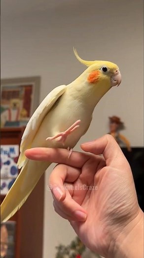 If you are Happy and you know it Biu Biu 🎶🥰🦜 #cockatielscraze #birdsinging #cutepets