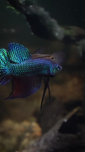 “seducción acuática activada” Betta Smaragdina 🔥 #aquarium #aquariumhobby #natureaquarium #betta #bettasmaragdina