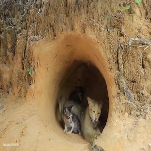 1.3M views · 20 reactions | Cats and pythons fighting | Animal | Facebook