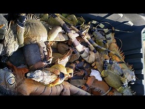 Florida Iguana Hunting Challenge!! Catching Red and Green Iguanas off Golf Course!!