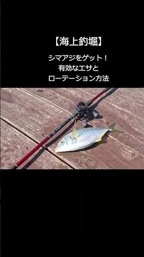 【海上釣堀】シマアジを釣る為の有効なエサとローテーション方法