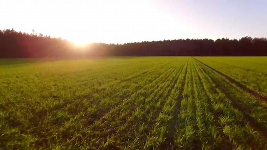 A Drone That’s On A Mission To Plant One Billion Trees