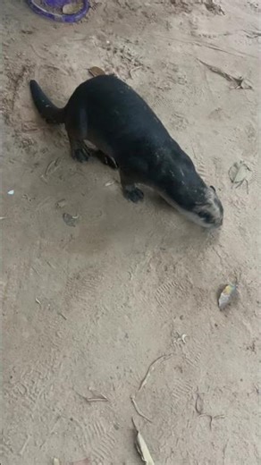 So lovely otter #otter #anime #shorts