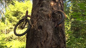 Vashon mystery: How did the bike become embedded in the tree?