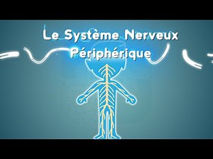 Neurolexicon #3 - The Peripheral Nervous System