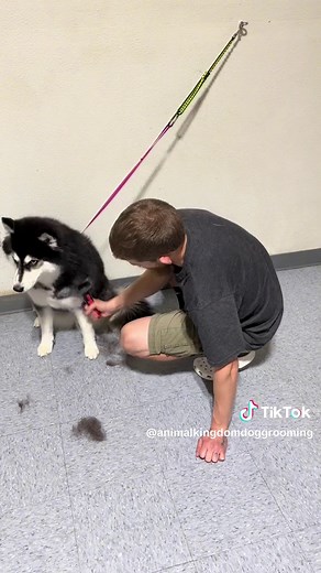 Crazy Husky Grooming and Bath Tutorials