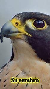 802K views · 28K reactions | Una curiosidad del Halcon Peregrino #animals #reels #reelsviralシfb #facebookviral | Curiosidades del mundo animal | Facebook
