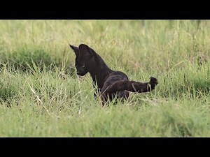 Black Serval appearance