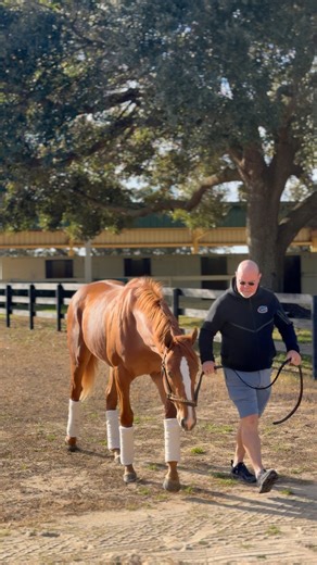 Puca ‘24 has arrived to the Ocala Showcase! ✨ | MyRacehorse