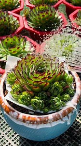 213K views · 2.8K reactions | Useful tips for your succulents 華 | Succulents | Facebook