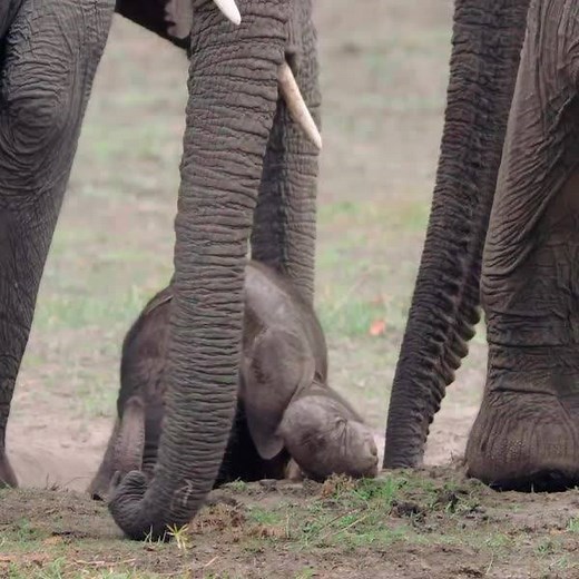 3.4M views · 182K reactions | It's the cutest  Watch this elephant family protect a newly born baby elephant. | Animal Planet | Facebook