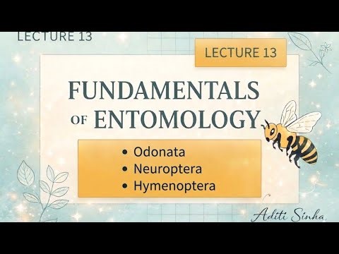 Order Odonata, Neuroptera & Hymenoptera