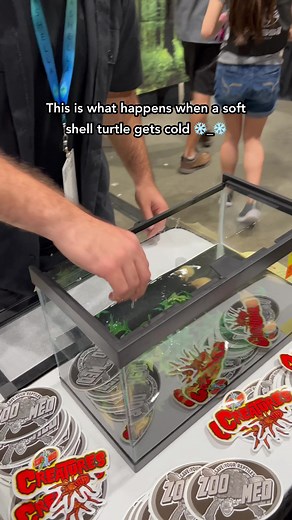 8.9K views · 64 reactions | Unlike their ordinary hard-shelled counterparts, soft shell turtles mostly rely on their speed and agility to escape from potential threats—and while their shell may seem like an effective method to keep warm, they will do their best to retreat within themselves as a last resort Big thanks to @birdsandexoticsoftheworld’s for bringing these unique turtles to our event!  | Aquashella Aquarium Festival | Facebook