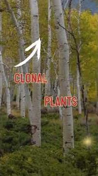 🌳 10,000 Years 🤩 Oldest Living Thing 😲 You’ve Never Heard Of ?? 🌳