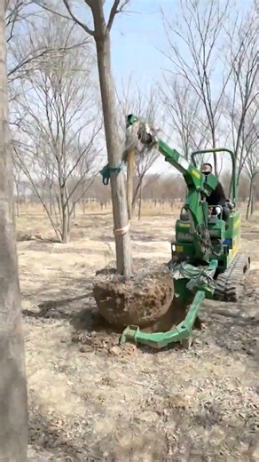 Safe Mechanized Tree Extraction With The Entire Root System 🌳 #shorts